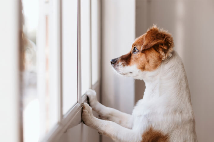 Hund ser ut av vinduet og betrakter den store verdenen